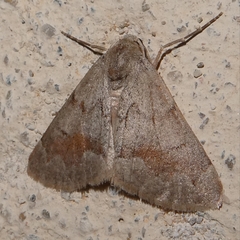 Adalbertia castiliaria