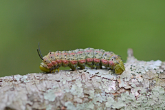 Anisota virginiensis