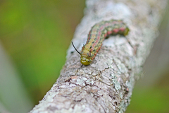 Anisota virginiensis