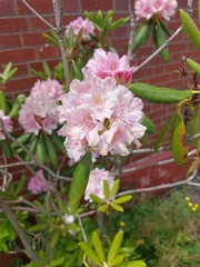 Rhododendron pseudochrysanthum