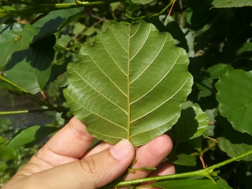 Iberian Alder