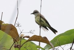 Tyrannus melancholicus × savana