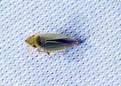 Draeculacephala balli