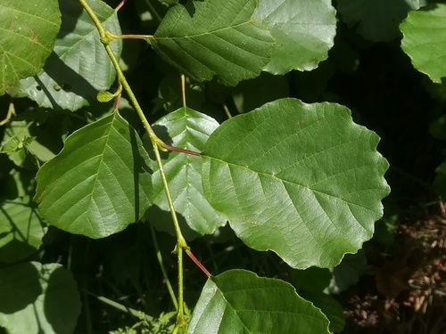 Iberian Alder