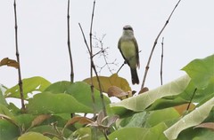 Tyrannus melancholicus × savana