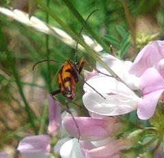 Stenurella septempunctata