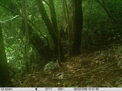 Crypturellus cinnamomeus