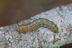 Anisota virginiensis