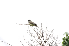 Tyrannus melancholicus × savana