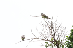 Tyrannus melancholicus × savana