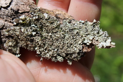 Punctelia appalachensis