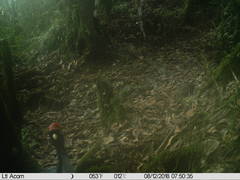 Oreophasis derbianus