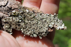 Punctelia appalachensis