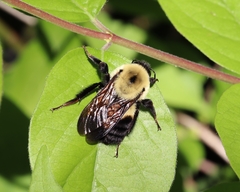 Bombus griseocollis