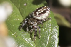 Dendryphantina