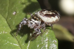 Dendryphantina