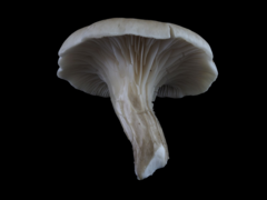 Pleurotus cornucopiae