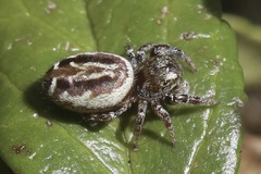 Dendryphantina