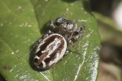 Dendryphantina
