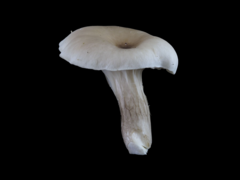 Pleurotus cornucopiae