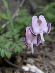 Dicentra pauciflora