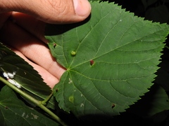 Didymomyia tiliacea