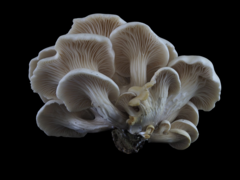 Pleurotus cornucopiae
