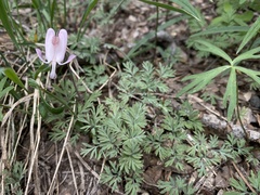 Dicentra pauciflora