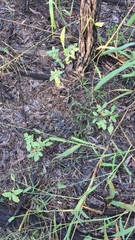 Solanum johnsonianum