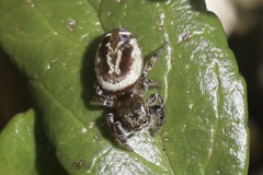Dendryphantina