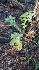 Solanum johnsonianum
