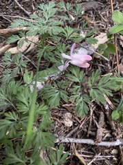 Dicentra pauciflora