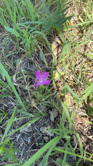 Sabatia campestris