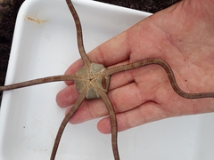 Ophioderma panamense