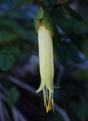 Correa reflexa reflexa