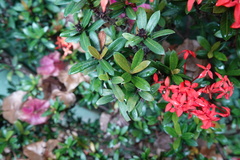 Ixora coccinea