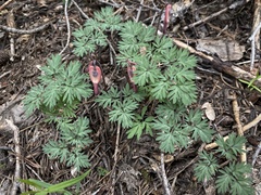 Dicentra pauciflora