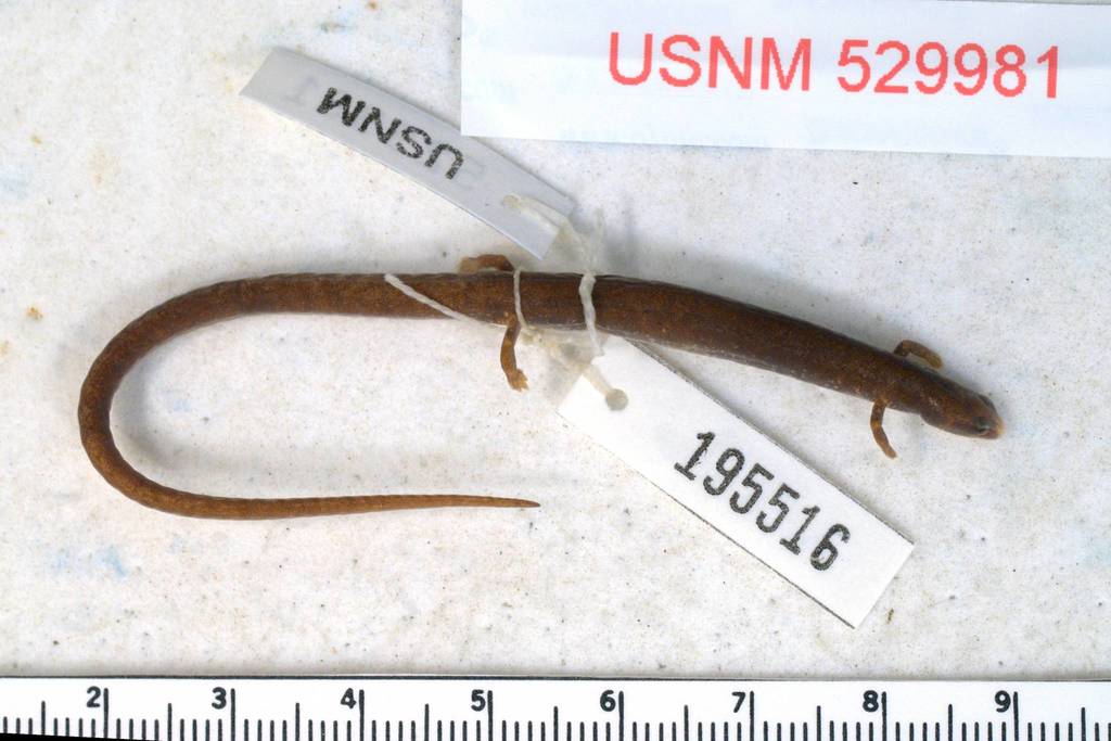 Maritime Worm Salamander