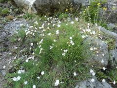 Dianthus petraeus