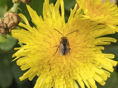 Eucera gracilipes