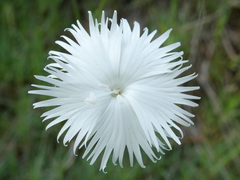 Dianthus petraeus