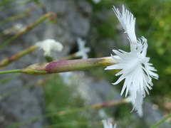 Dianthus petraeus
