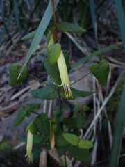 Correa reflexa reflexa
