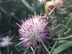 Centaurea iberica