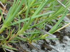 Dianthus petraeus