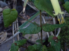 Correa reflexa reflexa