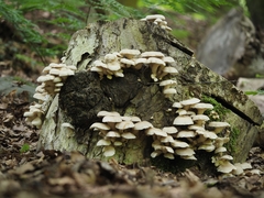 Pleurotus cornucopiae