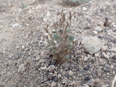 Phacelia incana