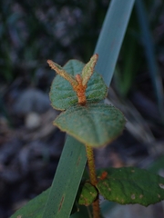 Correa reflexa reflexa