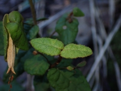 Correa reflexa reflexa
